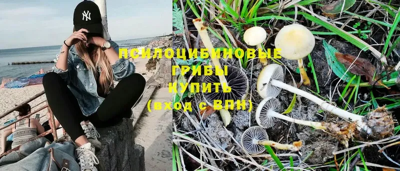 Псилоцибиновые грибы Psilocybe Богородск